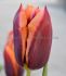 TULIPA TRIUMPH SLAWA 12 CM. 15 QUALITY PKGS.X 6