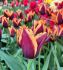 TULIPA TRIUMPH SLAWA 12 CM. 15 QUALITY PKGS.X 6