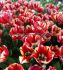 TULIPA TRIUMPH SPRYNG REMBRANDT 12 CM. 100 LOOSE P.BINBOX