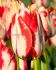 TULIPA TRIUMPH SPRYNG REMBRANDT 12 CM. 100 LOOSE P.BINBOX