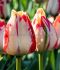 TULIPA TRIUMPH SPRYNG REMBRANDT 12 CM. 100 LOOSE P.BINBOX