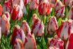 TULIPA TRIUMPH SPRYNG REMBRANDT 12 CM. 100 LOOSE P.BINBOX