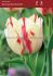 TULIPA TRIUMPH SPRYNG REMBRANDT 12 CM. 100 LOOSE P.BINBOX