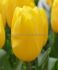 TULIPA TRIUMPH STRONG GOLD 1112 CM. 10 JUMBO LANDSCAPE PKGS.X 50