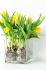 TULIPA TRIUMPH STRONG GOLD 1112 CM. 10 JUMBO LANDSCAPE PKGS.X 50