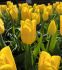 TULIPA TRIUMPH STRONG GOLD 1112 CM. 10 JUMBO LANDSCAPE PKGS.X 50