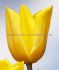 TULIPA TRIUMPH STRONG GOLD 12 CM. 100 LOOSE P.BINBOX