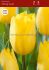 TULIPA TRIUMPH STRONG GOLD 12 CM. 100 LOOSE P.BINBOX