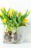 TULIPA TRIUMPH STRONG GOLD 12 CM. 100 LOOSE P.BINBOX