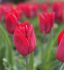 TULIPA TRIUMPH STRONG LOVE 1112 CM. 10 JUMBO LANDSCAPE PKGS.X 50