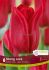 TULIPA TRIUMPH STRONG LOVE 12 CM. 15 QUALITY PKGS.X 6