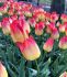 TULIPA TRIUMPH SUNCATCHER 12 CM. 100 LOOSE P.BINBOX