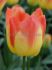 TULIPA TRIUMPH SUNCATCHER 12 CM. 100 LOOSE P.BINBOX