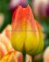 TULIPA TRIUMPH SUNCATCHER 12 CM. 100 LOOSE P.BINBOX