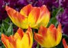 TULIPA TRIUMPH SUNCATCHER 12 CM. 100 LOOSE P.BINBOX