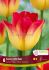 TULIPA TRIUMPH SUNCATCHER 12 CM. 15 QUALITY PKGS.X 6