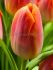 TULIPA TRIUMPH SUNRISE DYNASTY 12 100 LOOSE P.BINBOX