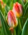 TULIPA TRIUMPH SUNRISE DYNASTY 12 100 LOOSE P.BINBOX