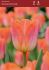 TULIPA TRIUMPH SUNRISE DYNASTY 12 100 LOOSE P.BINBOX