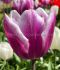 TULIPA TRIUMPH SYNAEDA BLUE 12 CM. 100 LOOSE P.BINBOX