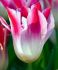 TULIPA TRIUMPH TENDER WHISPER 12 CM. 100 LOOSE P.BINBOX