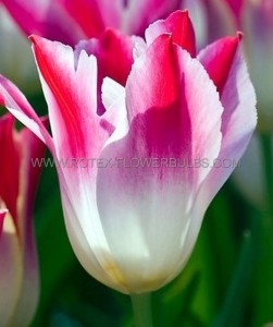 TULIPA TRIUMPH ‘TENDER WHISPER‘ 12/+ CM. (100 LOOSE P.BINBOX)