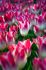 TULIPA TRIUMPH TENDER WHISPER 12 CM. 100 LOOSE P.BINBOX