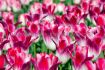 TULIPA TRIUMPH TENDER WHISPER 12 CM. 100 LOOSE P.BINBOX