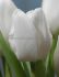 TULIPA TRIUMPH WHITE DREAM 12 CM. 100 LOOSE P.BINBOX