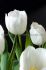 TULIPA TRIUMPH WHITE DREAM 12 CM. 100 LOOSE P.BINBOX