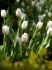 TULIPA TRIUMPH WHITE DREAM 12 CM. 100 LOOSE P.BINBOX