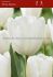 TULIPA TRIUMPH WHITE DREAM 12 CM. 100 LOOSE P.BINBOX