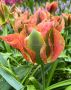 TULIPA VIRIDIFLORA ‘ARTIST‘ 12/+ CM. (15 QUALITY PKGS.X 6)