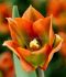 TULIPA VIRIDIFLORA ARTIST 12 CM. 15 QUALITY PKGS.X 6