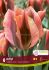 TULIPA VIRIDIFLORA ARTIST 12 CM. 15 QUALITY PKGS.X 6