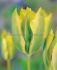 TULIPA VIRIDIFLORA GREEN MILE 12 CM. 100 LOOSE P.BINBOX