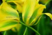 TULIPA VIRIDIFLORA GREEN MILE 12 CM. 100 LOOSE P.BINBOX