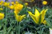 TULIPA VIRIDIFLORA GREEN MILE 12 CM. 100 LOOSE P.BINBOX