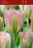 TULIPA VIRIDIFLORA GREENLAND 12 CM. 100 LOOSE P.BINBOX