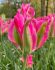 TULIPA VIRIDIFLORA PIMPERNEL 12 CM. 100 LOOSE P.BINBOX