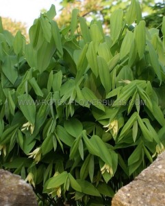 UVULARIA (BELWORT) GRANDIFLORA I (25 P.BAG)