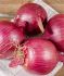 ONION RED KARMEN NO.1 - ON150 32LBS. P.BUSHEL