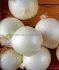 ONION WHITE EBENEZER NO.1 - ON130 32LBS. P.BUSHEL