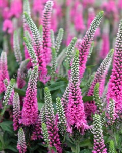 VERONICA (SPEEDWELL) HYBRID ‘PINK MARSHMALLOW‘ I (25 P.BAG)