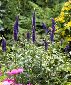 VERONICA (SPEEDWELL) LONGIFOLIA ‘FIRST GLORY‘ I (25 P.BAG)