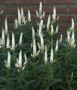 VERONICA (SPEEDWELL) LONGIFOLIA ‘FIRST LADY‘ I (25 P.BAG)