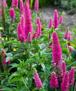 VERONICA (SPEEDWELL) LONGIFOLIA ‘FIRST LOVE‘ I (25 P.BAG)