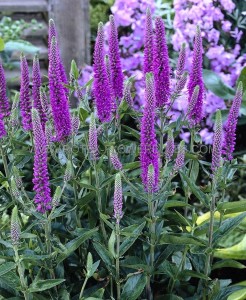 VERONICA (SPEEDWELL) LONGIFOLIA ‘PURPLEICIOUS‘ I (25 P.BAG)