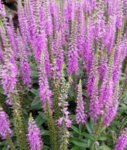 VERONICA (SPEEDWELL) SPICATA ‘LAVENDER LIGHTSABER‘ I (25 P.BAG)