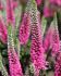 VERONICA SPEEDWELL SPICATA PINK CANDLES I 25 P.BAG